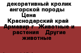 декоративный кролик ангорской породы › Цена ­ 3 000 - Краснодарский край, Армавир г. Животные и растения » Другие животные   